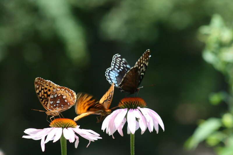 Butterflies on Coneflowers