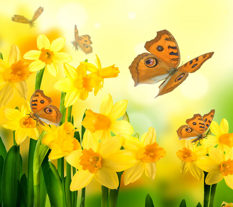 Butterflies on Daffodils