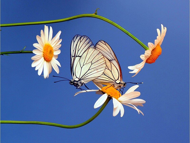 Butterflies on daisies