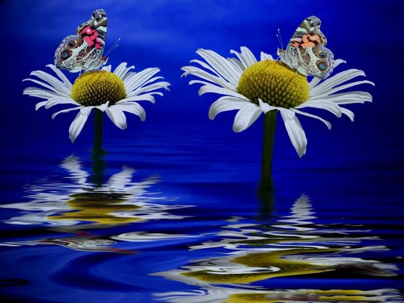 Butterflies on Daisies — Blue