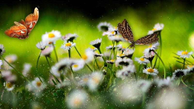 Butterflies on Daisies — Green