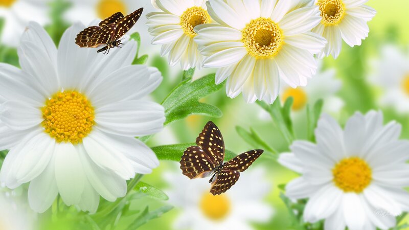 Butterflies on Daisies — White, Serene