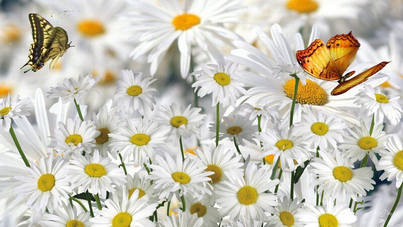 Butterflies on Daisies — White