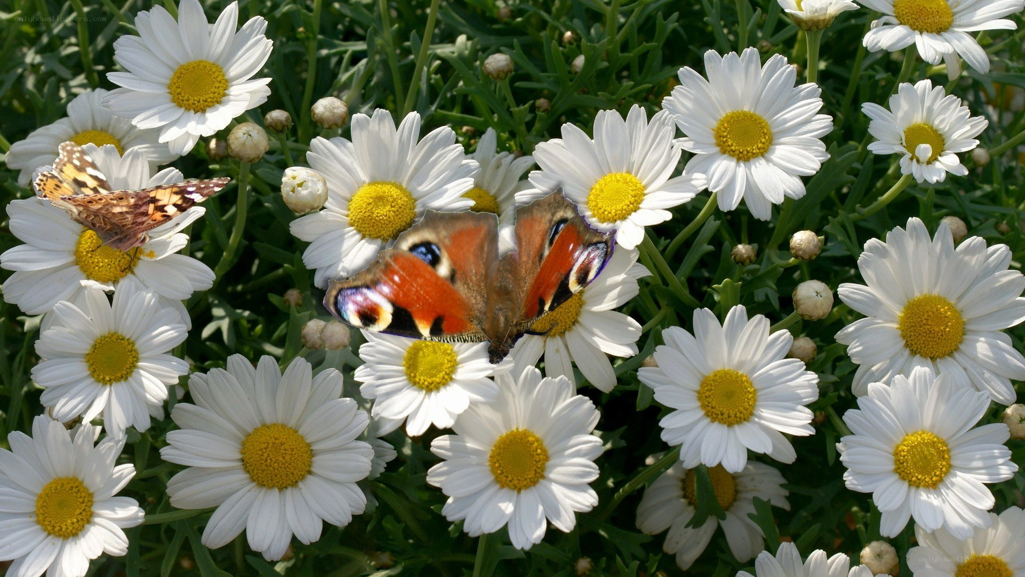 Butterflies on daisies