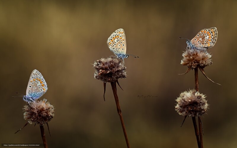 Butterflies on dried flowers