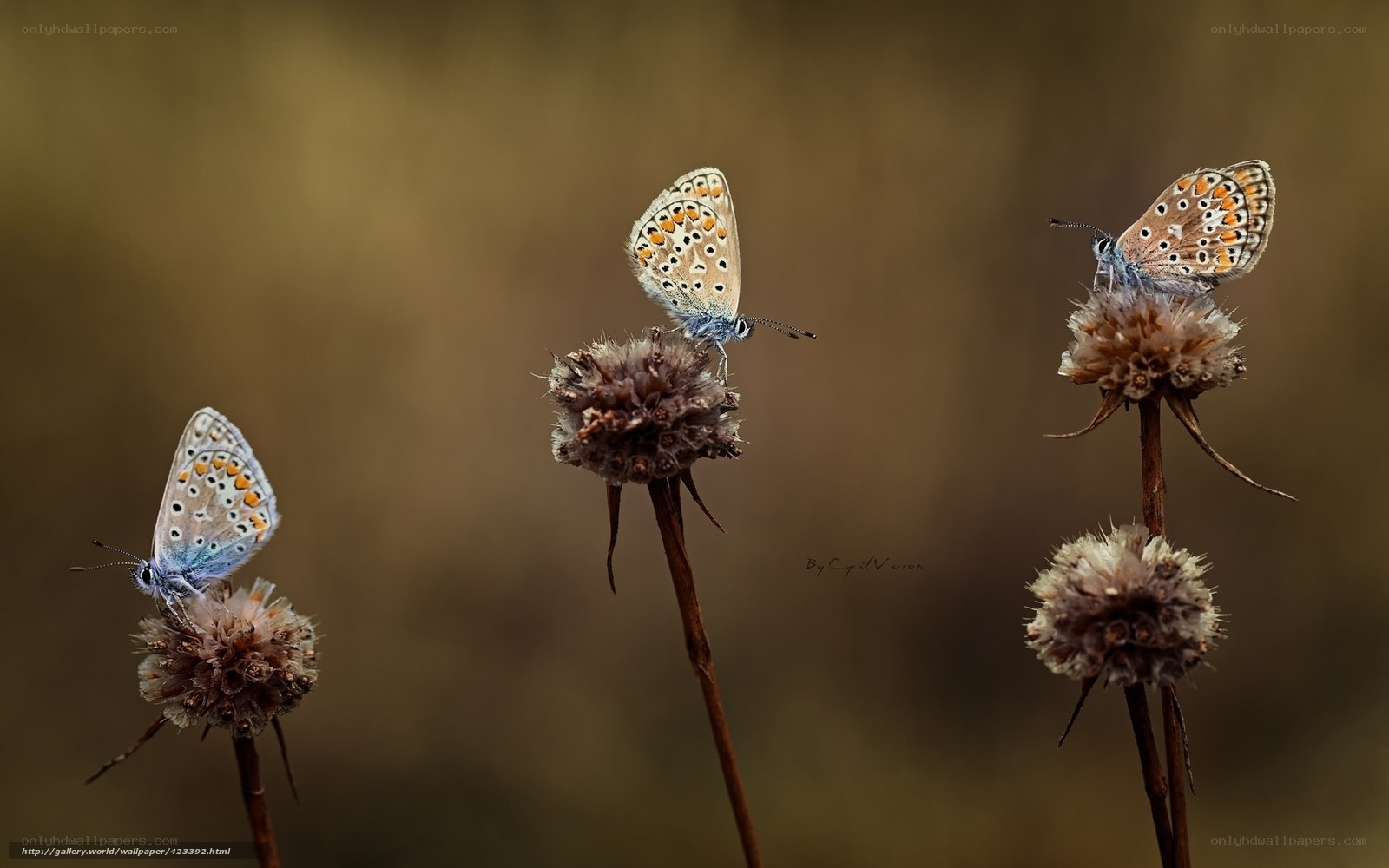 Butterflies on dried flowers