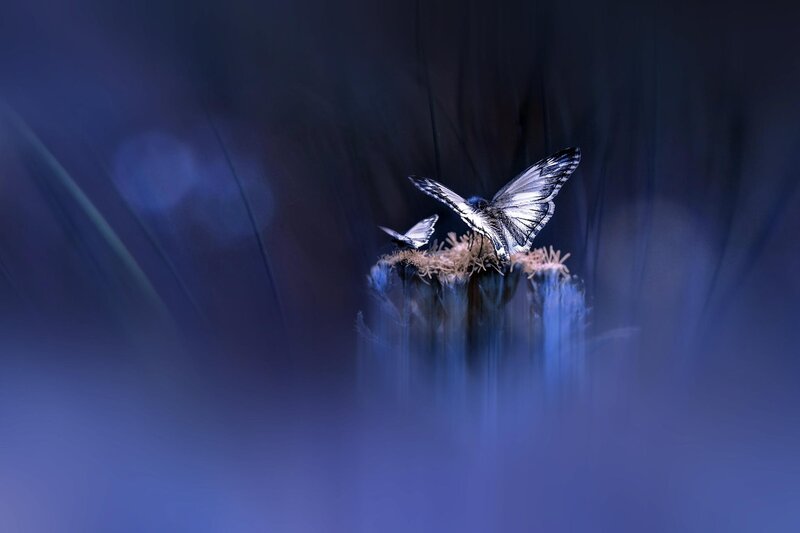 Butterflies on Flower — Blue