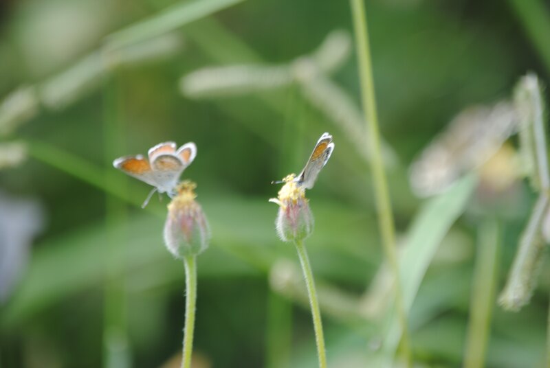 Butterflies on flower buds
