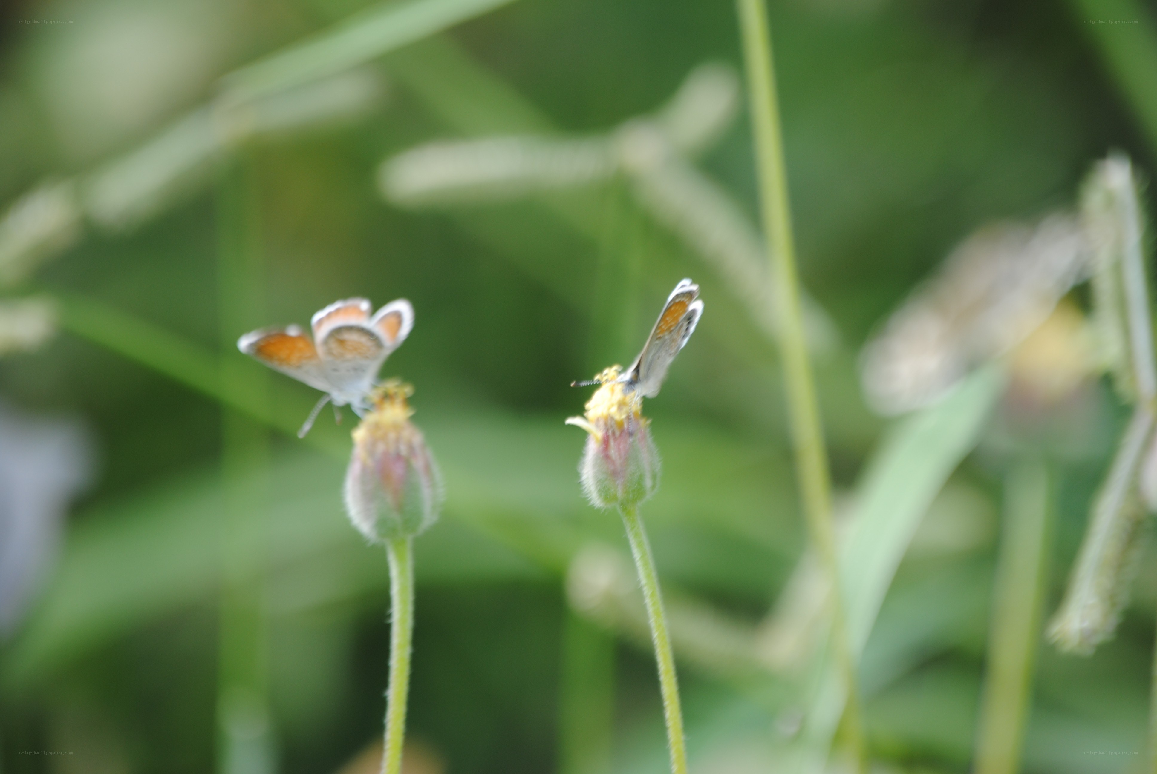 Butterflies on flower buds