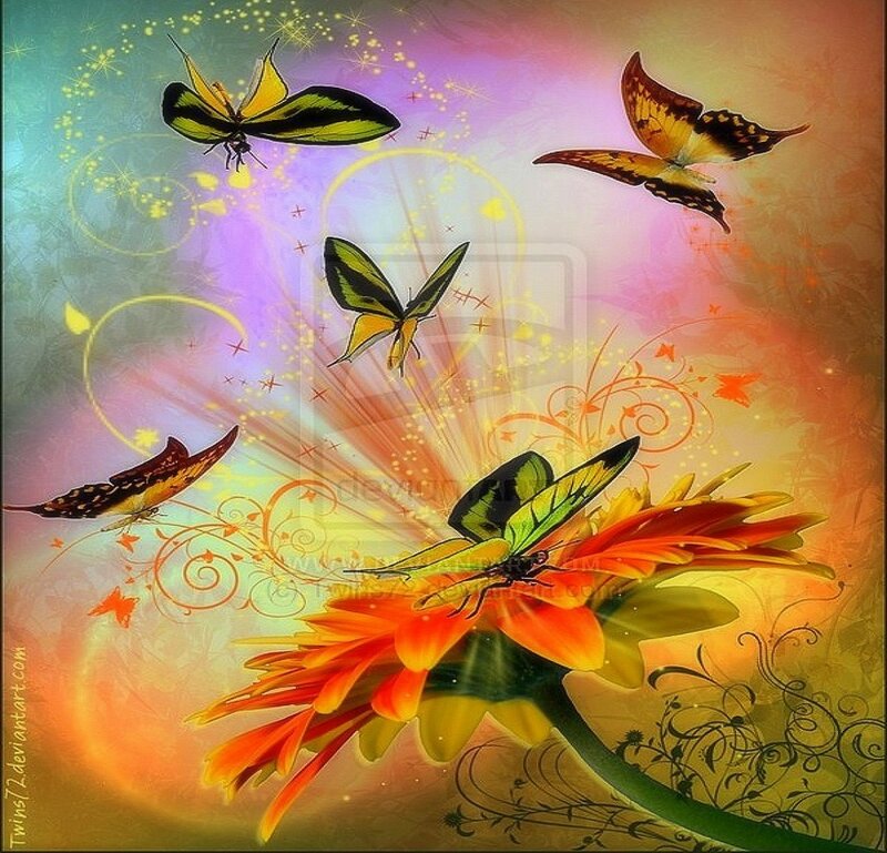 Butterflies on Flower — Orange