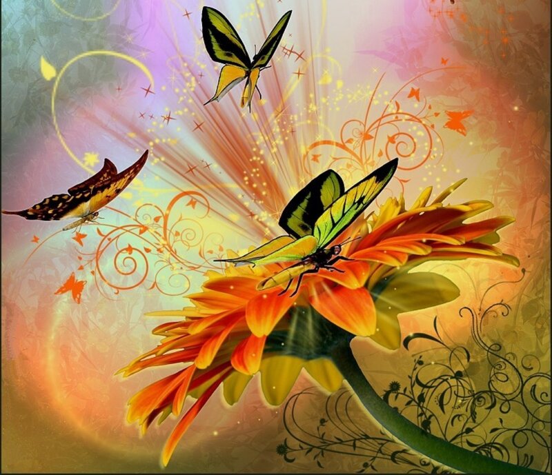 Butterflies on Flower — Orange, Vibrant