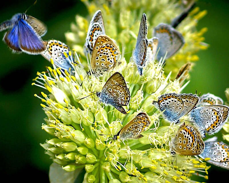Butterflies on Flower — Yellow