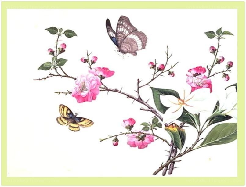 butterflies on flowering branches
