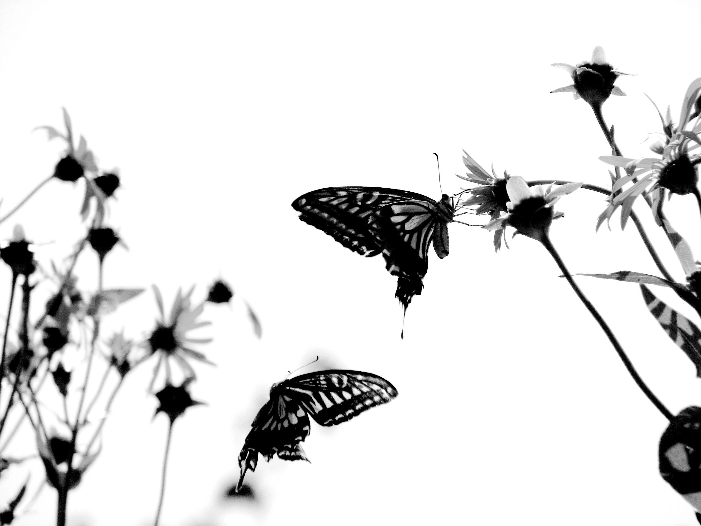 Butterflies on flowers