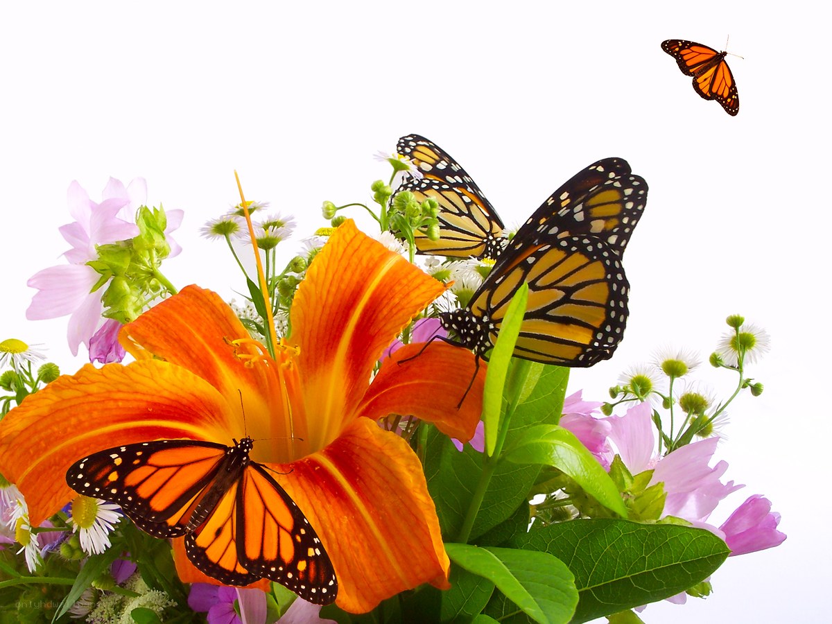 butterflies on flowers