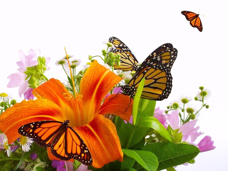 butterflies on flowers