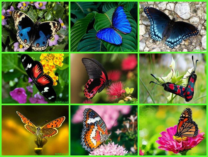 Butterflies on Flowers — Blue