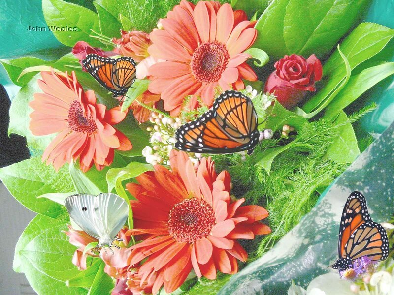butterflies on flowers bouquet