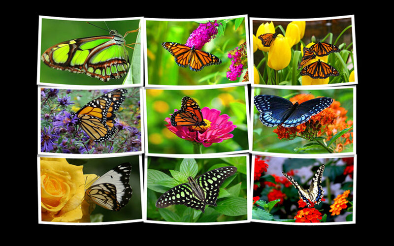 Butterflies on Flowers — Green, Calm