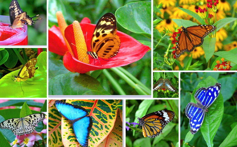 Butterflies on Flowers — Green, Natural