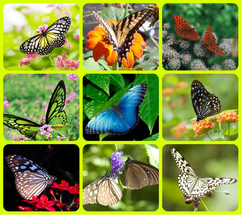 Butterflies on Flowers — Green, Serene, Afternoon