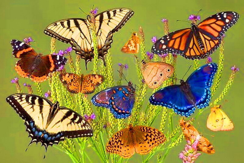Butterflies on Flowers — Green