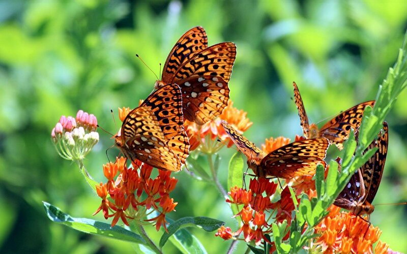 Butterflies on Flowers — Orange, Natural, Summer