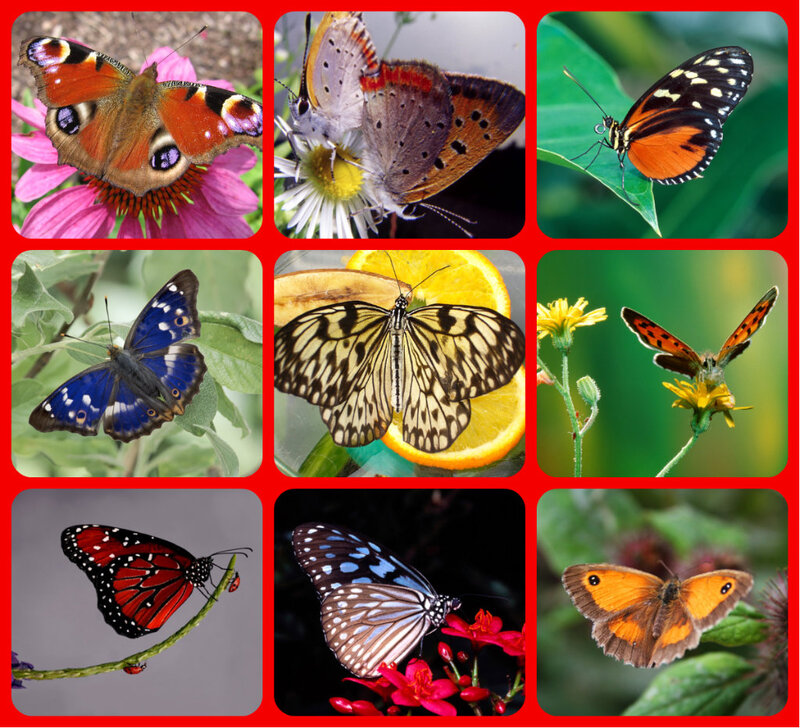 Butterflies on Flowers — Orange, Natural
