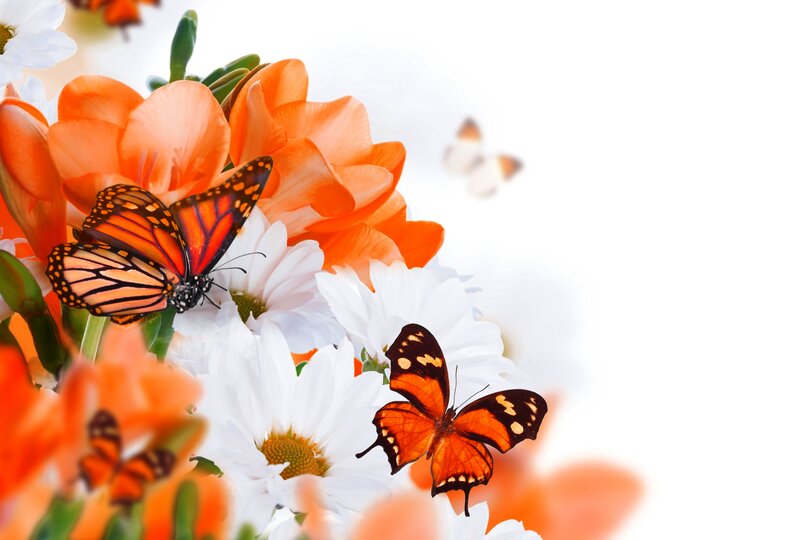Butterflies on Flowers — Orange, Serene
