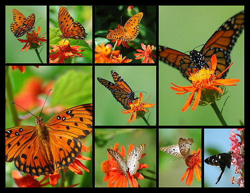 Butterflies on Flowers — Orange