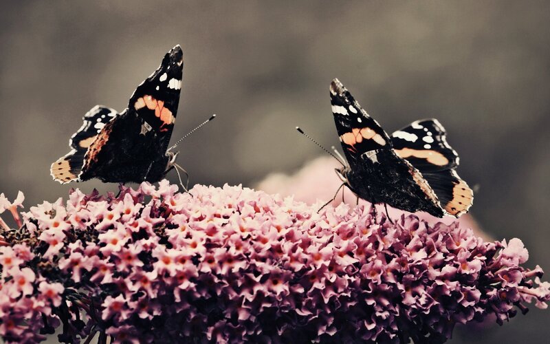 Butterflies on Flowers — Pink, Calm, Photograph, Antennae