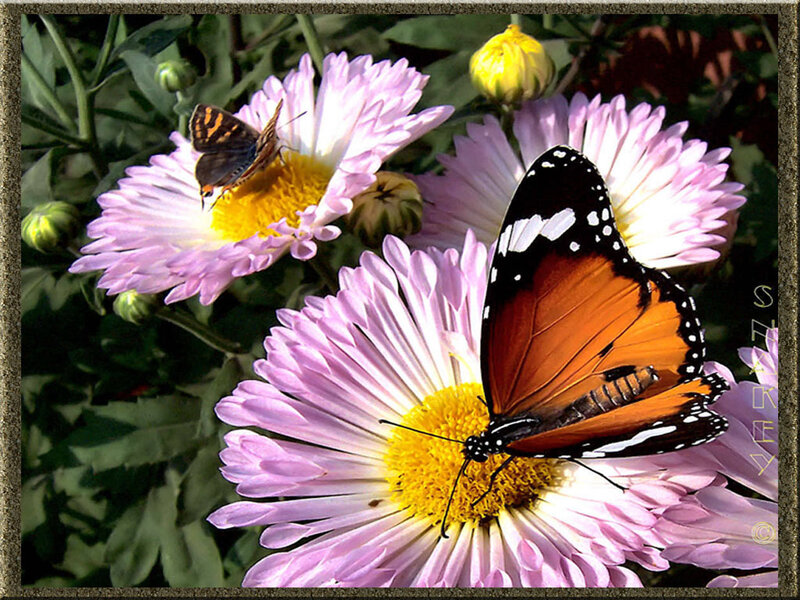 Butterflies on Flowers — Pink, Calm