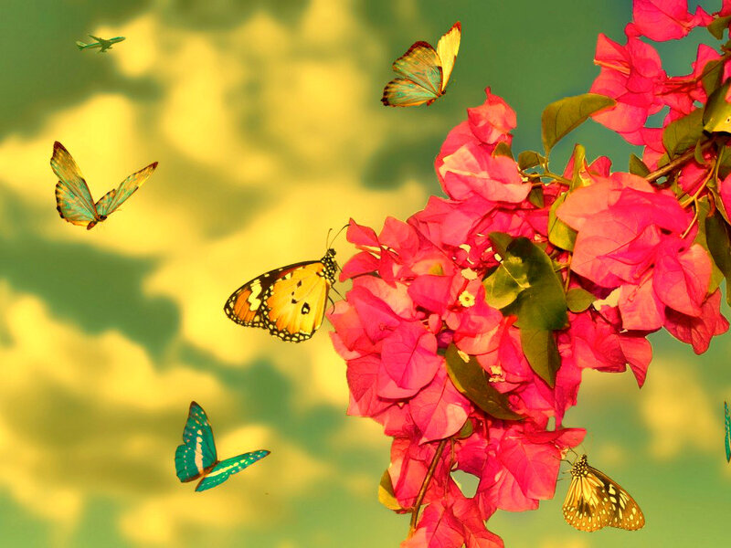 Butterflies on Flowers — Pink, Serene, Afternoon
