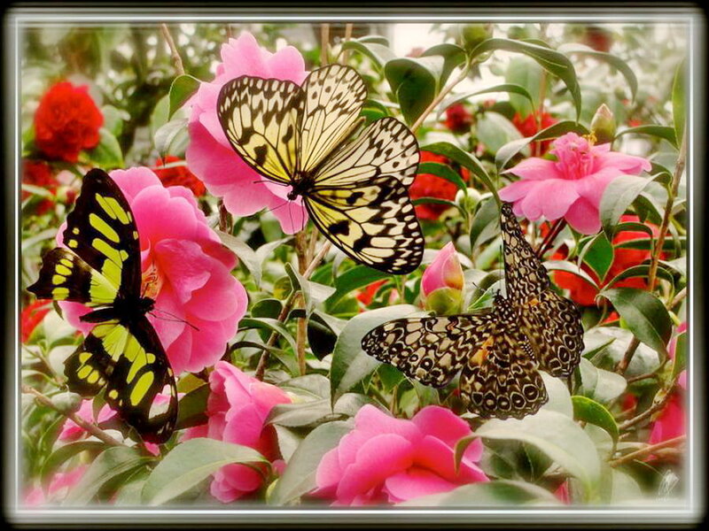 Butterflies on Flowers — Pink, Serene, Spring