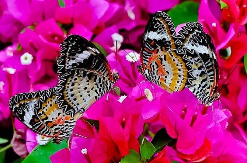 Butterflies on Flowers — Pink, Vibrant, Afternoon