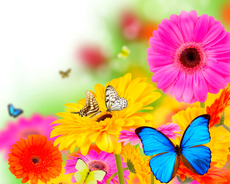 Butterflies on Flowers — Pink, Vibrant, Spring, Photograph