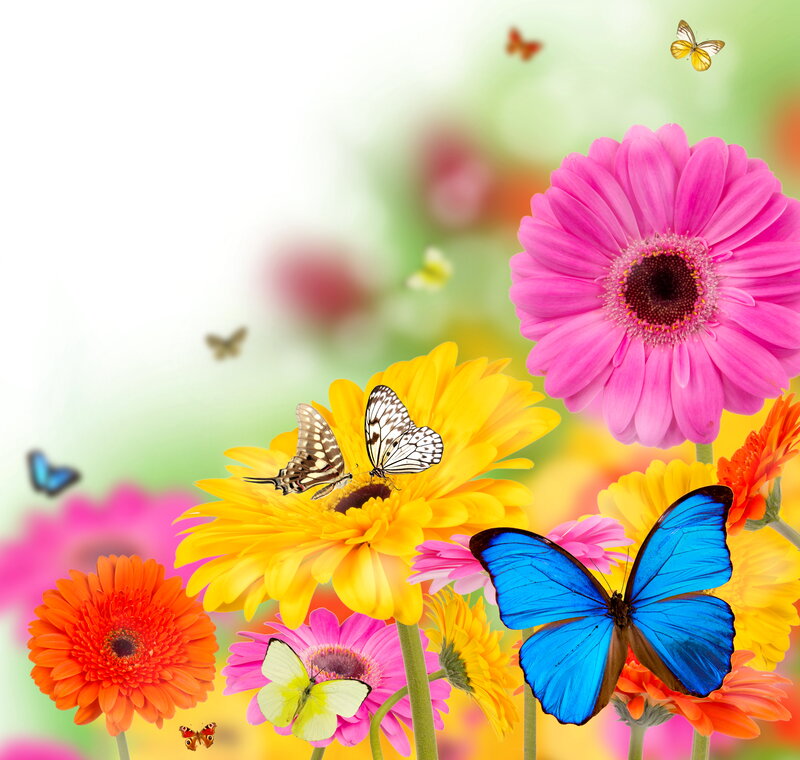 Butterflies on Flowers — Pink, Vibrant, Spring