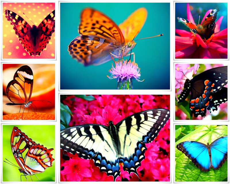 Butterflies on Flowers — Pink, Vibrant