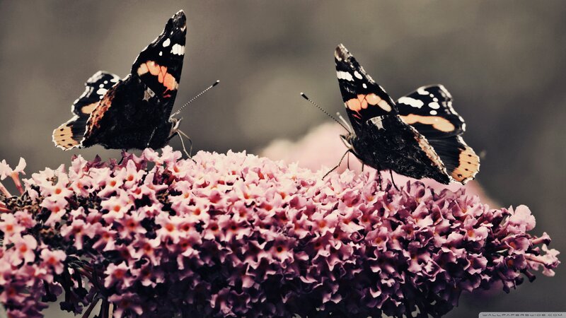 Butterflies on Flowers — Purple, Calm