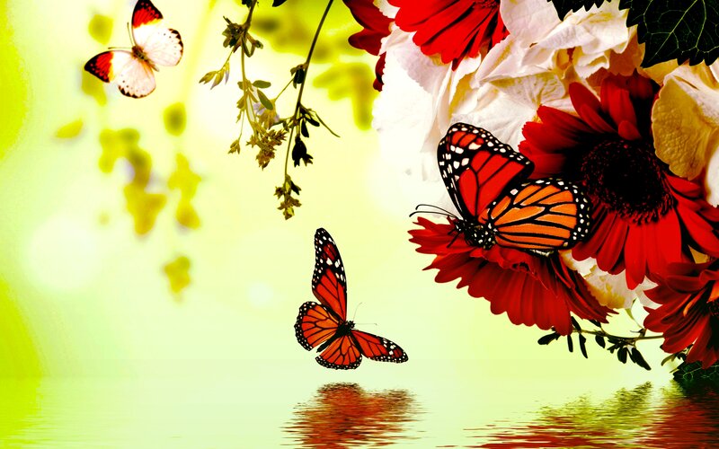 Butterflies on Flowers — Red, Serene