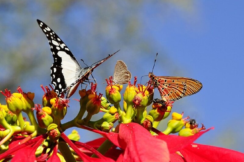 Butterflies on Flowers — Red