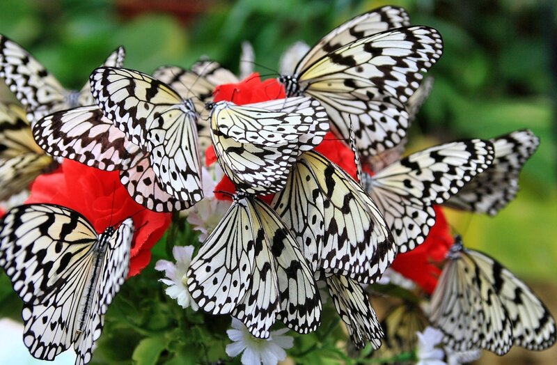 Butterflies on Flowers — White, Calm, Photograph
