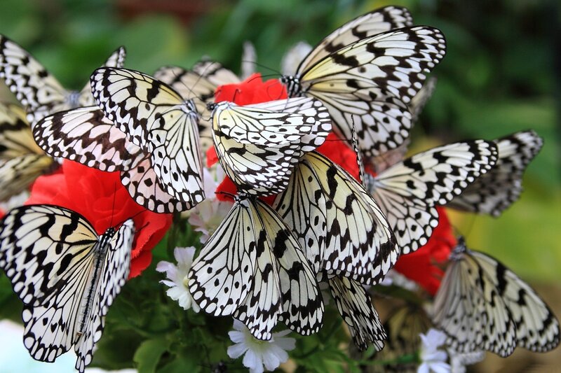 Butterflies on Flowers — White, Calm