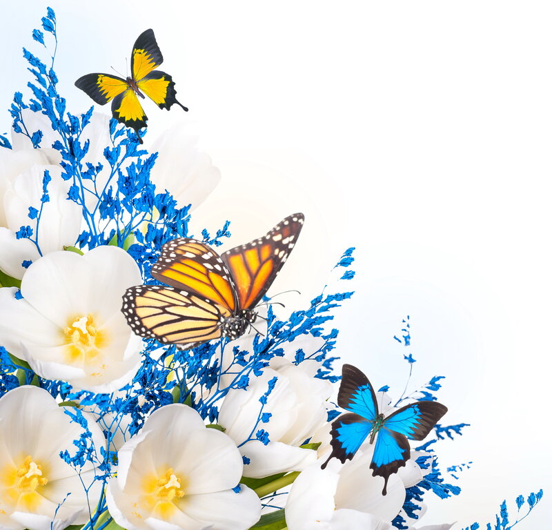 Butterflies on Flowers — White, Serene, Photograph