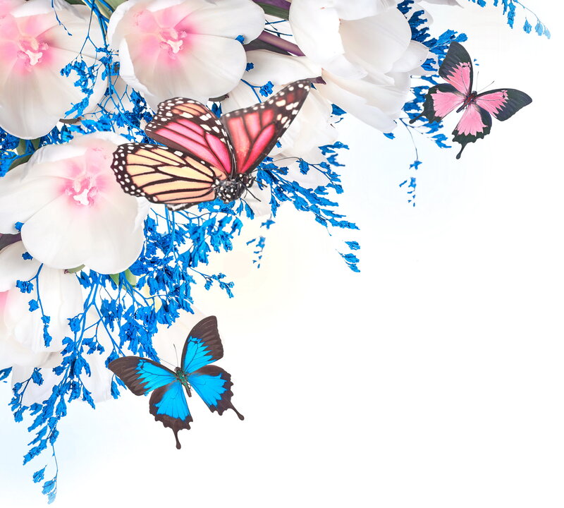 Butterflies on Flowers — White, Serene