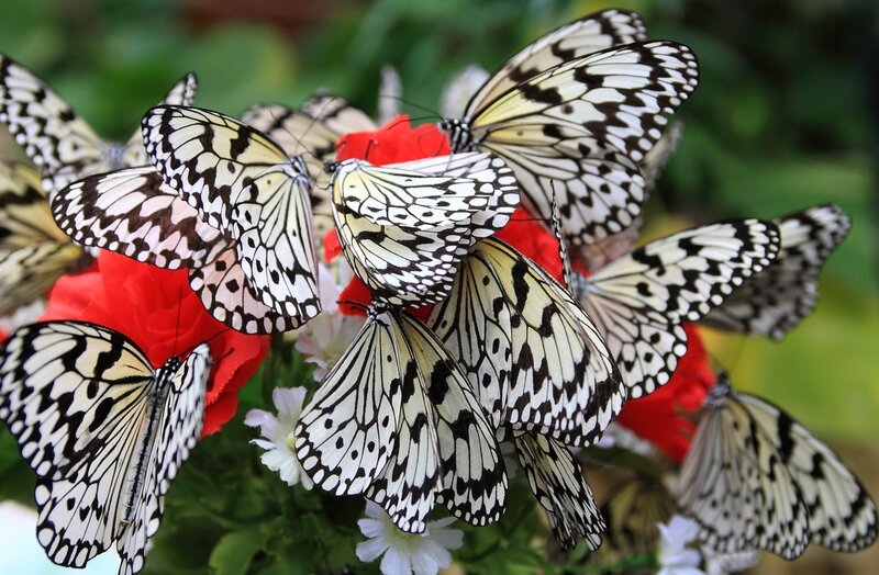 Butterflies on Flowers — White