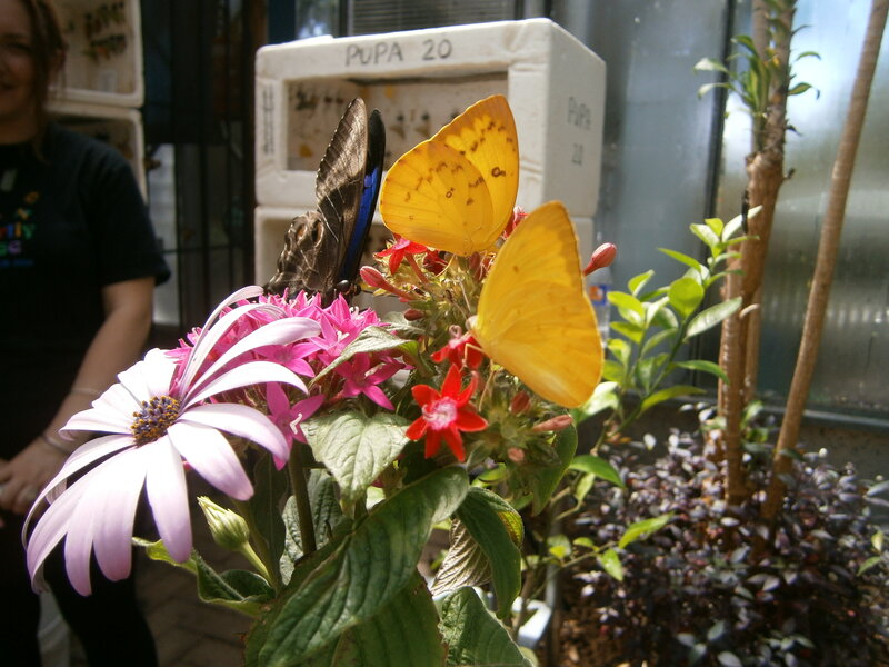 Butterflies on Flowers — Yellow, Calm, Afternoon