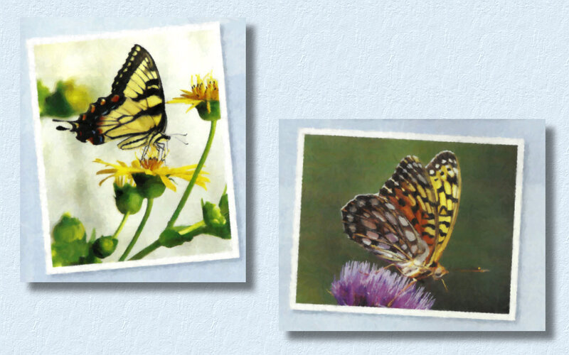 Butterflies on Flowers — Yellow, Calm