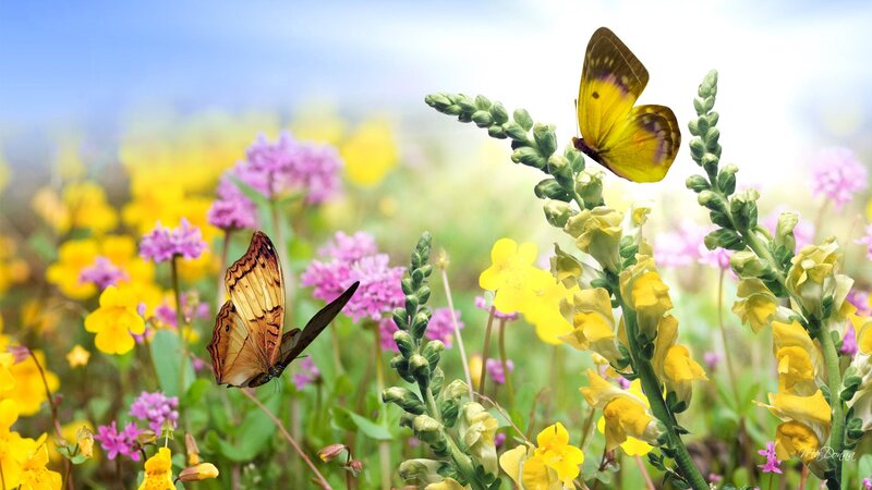Butterflies on Flowers — Yellow, Serene, Afternoon