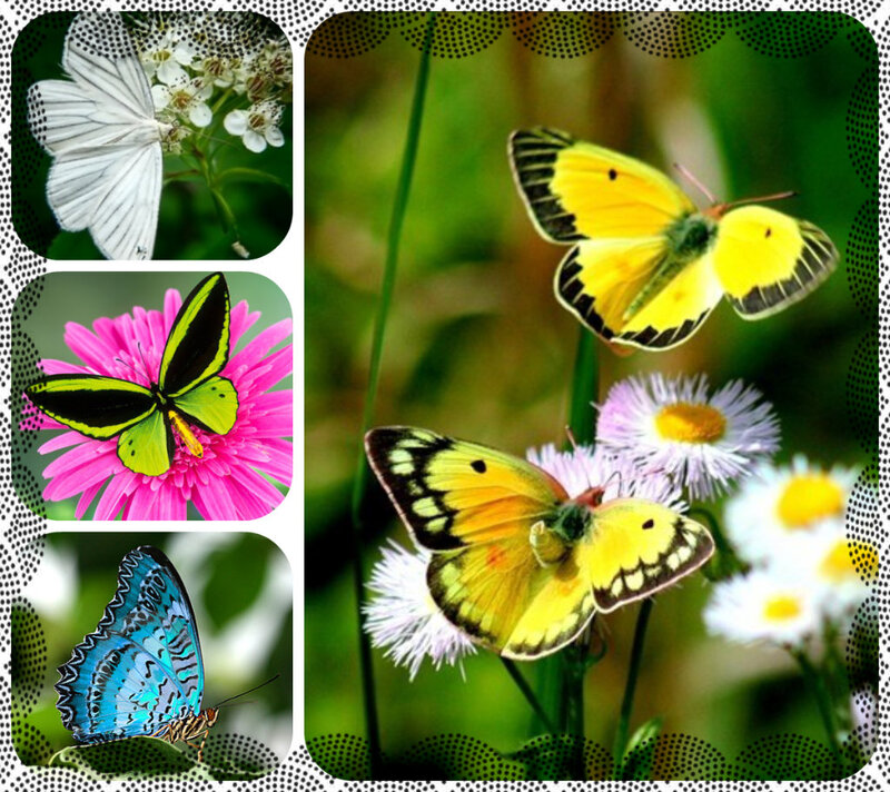 Butterflies on Flowers — Yellow, Serene, Summer